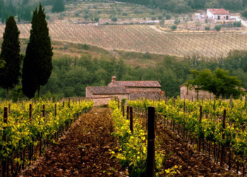 A CURIOSA HISTÓRIA DO GALLO NERO