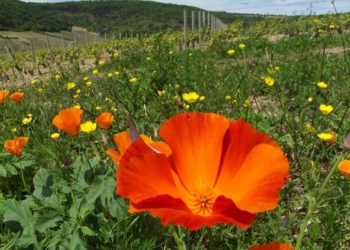 4 estações de um vinhedo na Bourgogne