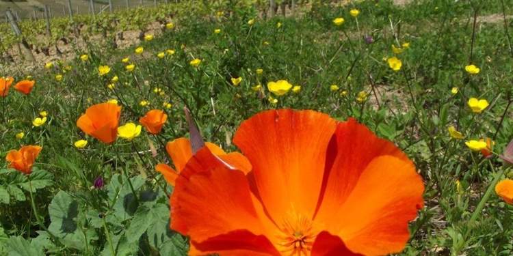 4 estações de um vinhedo na Bourgogne