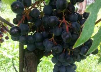 TRIUMVIRATO DO CARSO