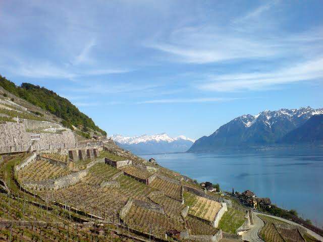 Vinhedos em terraços e lago Genebra, em Lavaux.