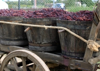 Beaujolais: os terroirs do Gamay