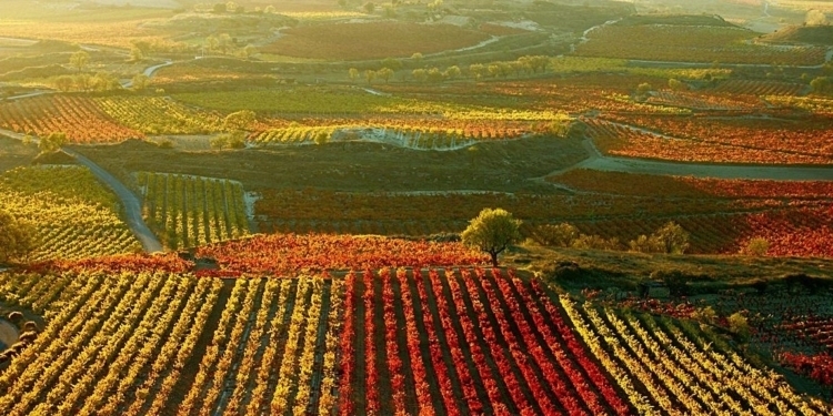 Rioja: Principal área vinícola do mundo e mais tradicional da Espanha.
