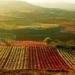 Rioja: Principal área vinícola do mundo e mais tradicional da Espanha.