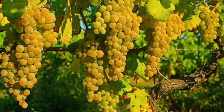 Reino Encantado da Ribolla Gialla de Oslavia