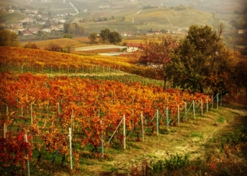 Piemonte – terra das famosas trufas brancas e dos lendários vinhos barolo e barbaresco