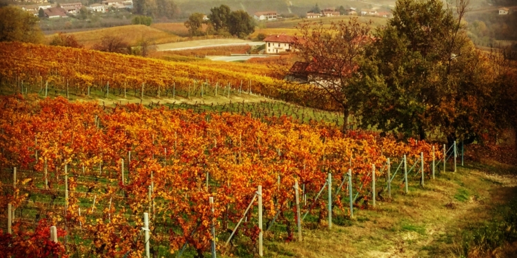 Piemonte – terra das famosas trufas brancas e dos lendários vinhos barolo e barbaresco