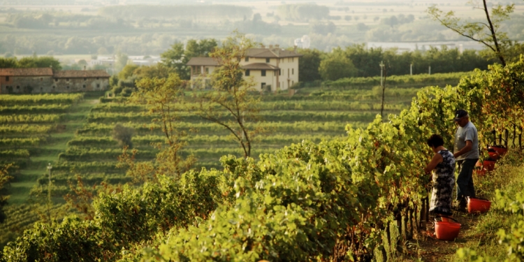 Todos os caminhos levam ao vinho