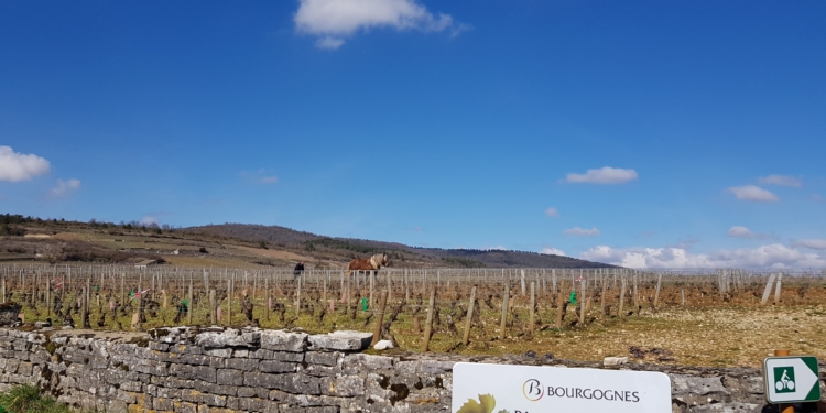 Brilhante novidade para enoturistas