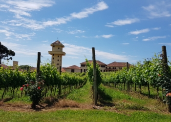 Admirável Vinho Novo Nacional