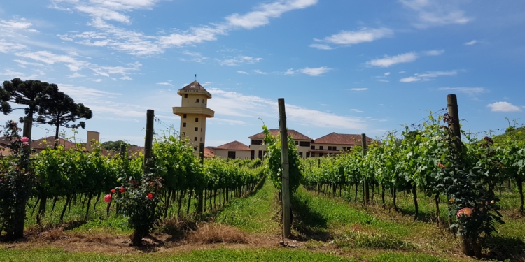 Admirável Vinho Novo Nacional