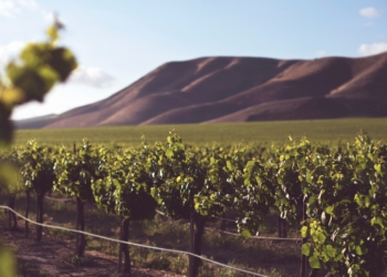 Vinho de talha, a cultura milenar do vinho