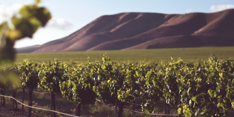 Vinho de talha, a cultura milenar do vinho