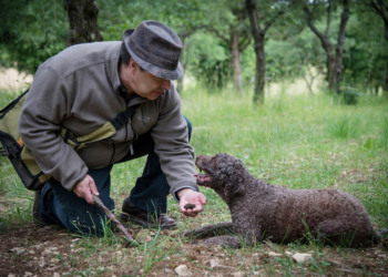 A DIVERTIDA CAÇA ÀS TRUFAS NEGRAS DA BORGONHA