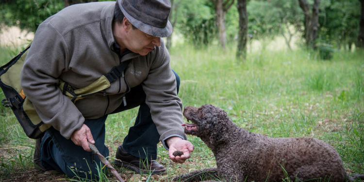 A DIVERTIDA CAÇA ÀS TRUFAS NEGRAS DA BORGONHA