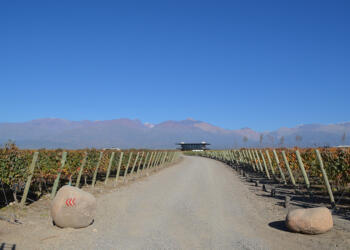Mendoza na sua taça! Saboreie a intensidade dos nossos Malbec e Cabernet Franc