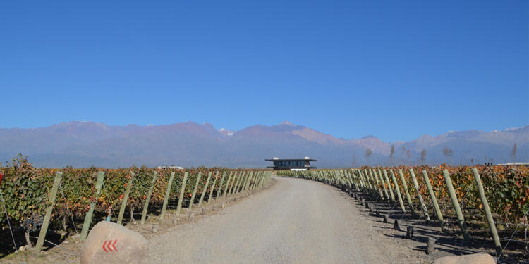 Mendoza na sua taça! Saboreie a intensidade dos nossos Malbec e Cabernet Franc